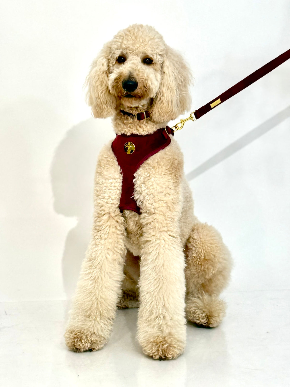 Harness