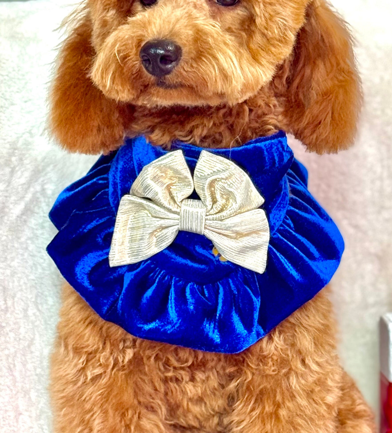 Royal Holiday Bandana