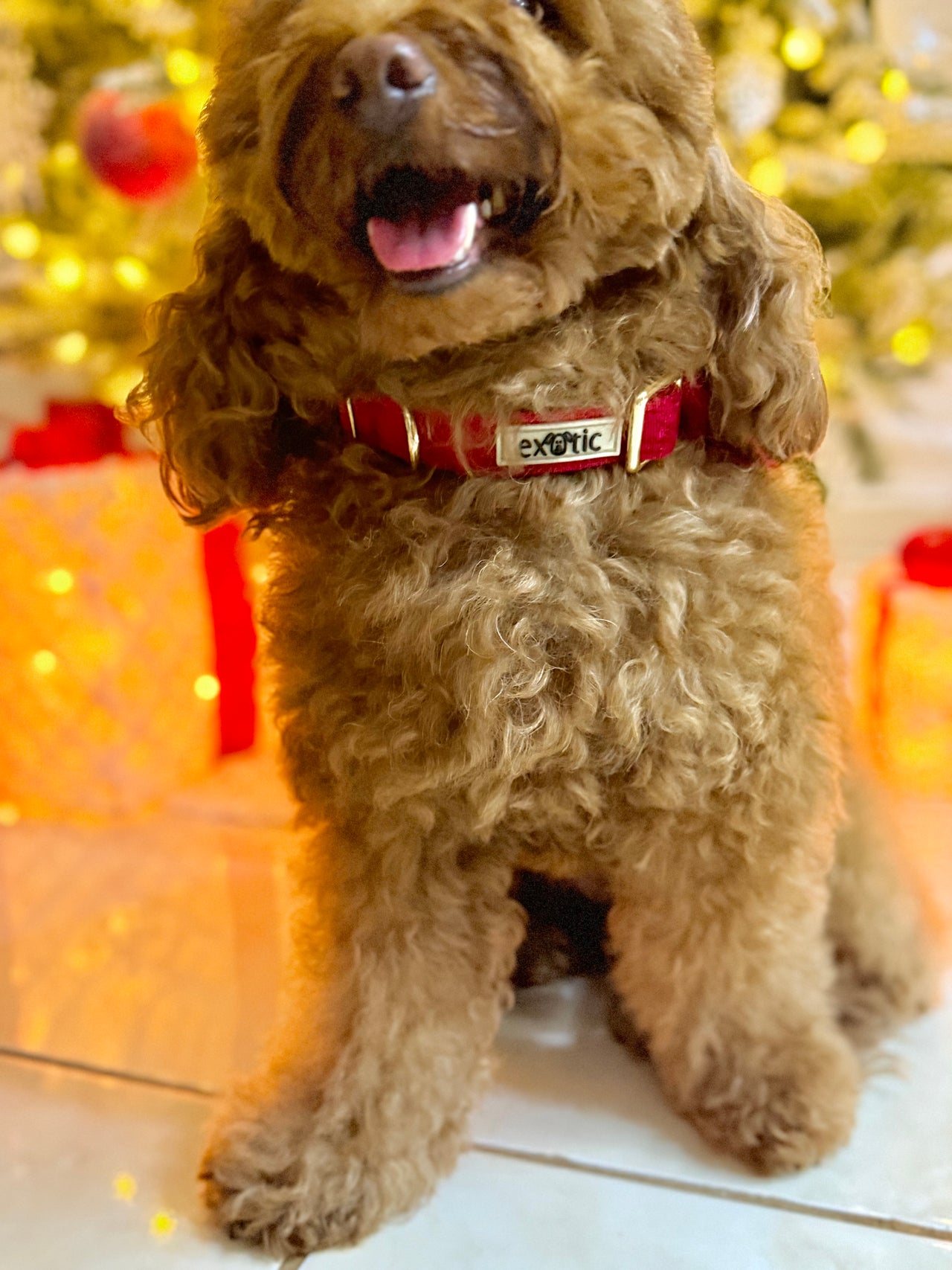 Ruby Red Velvet - Dog Collar