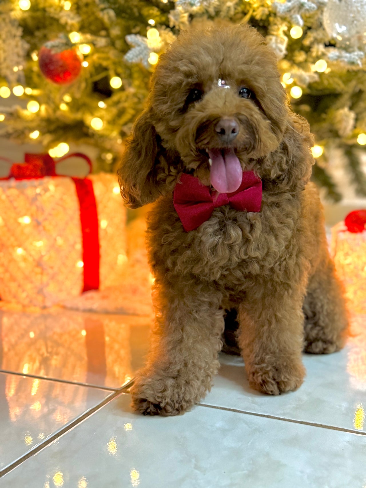 Ruby Red Velvet - Regular Bowtie