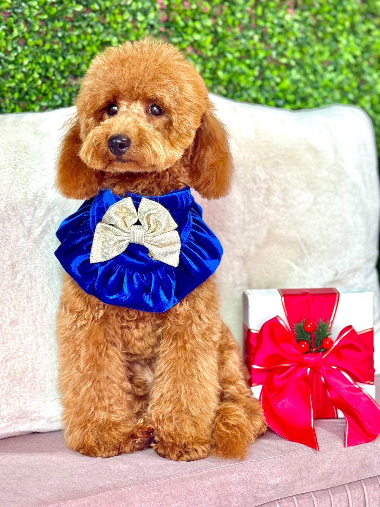 Royal Holiday Bandana