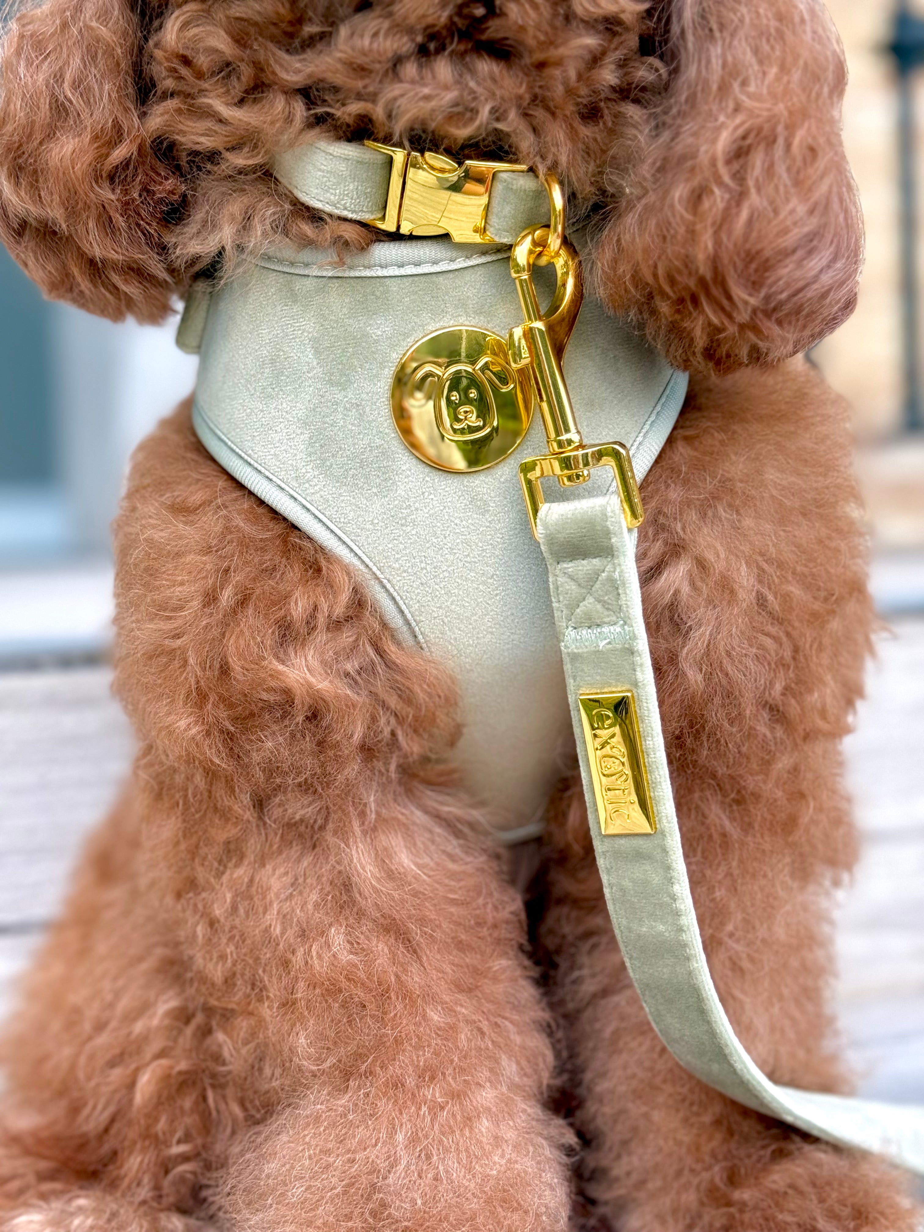 <p>Matcha Luxe Collection </p><p><em>Now Available</em></p>